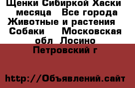 Щенки Сибиркой Хаски 2 месяца - Все города Животные и растения » Собаки   . Московская обл.,Лосино-Петровский г.